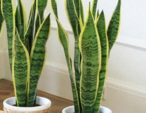 Sansevieria o lengua de tigre: una planta decorativa