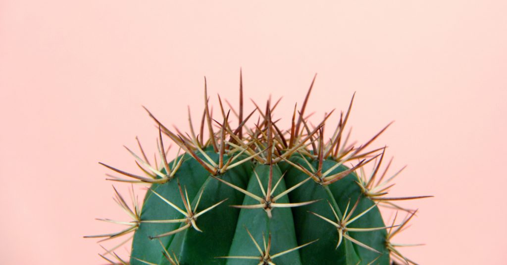 Cactus con fondo en rosa