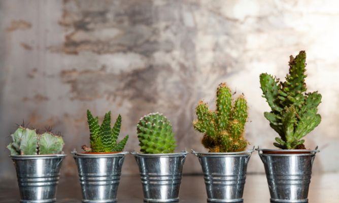 Cactus en un jardín de bajo mantenimiento