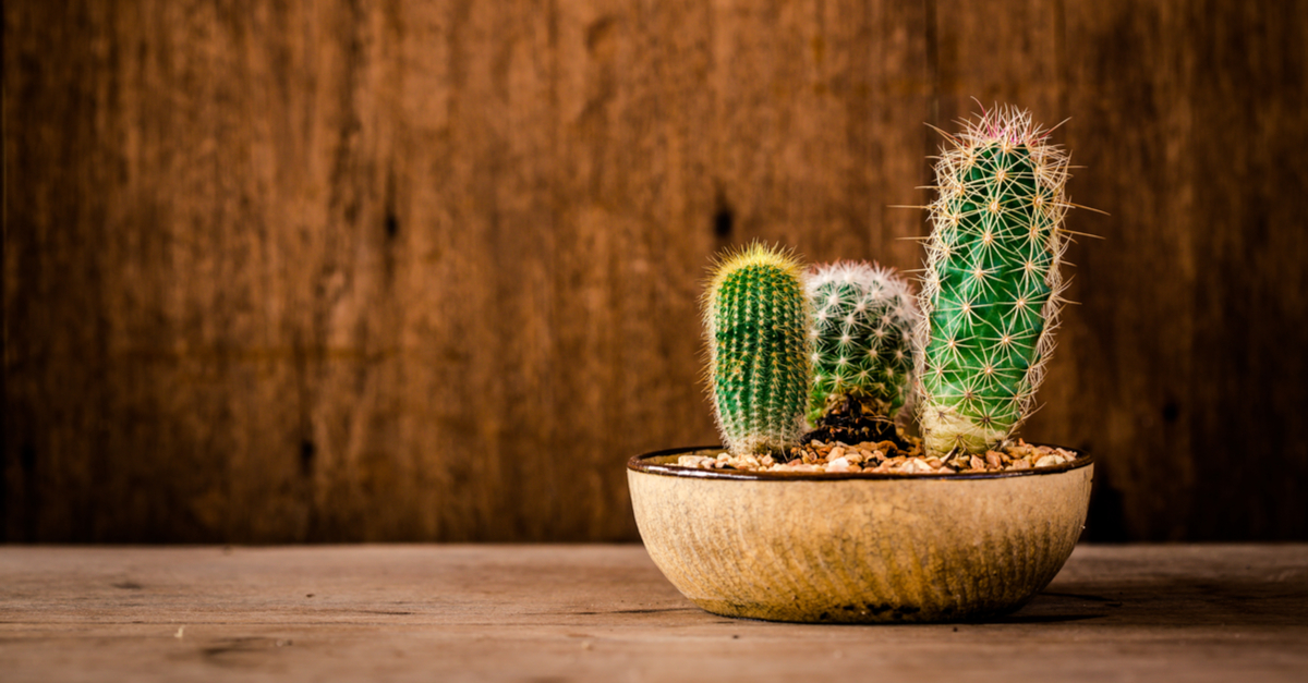 Consejos para elegir un cactus - Mi Decoración