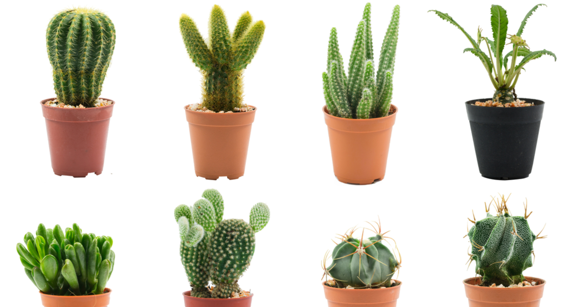 Consejos para elegir un cactus - Mi Decoración