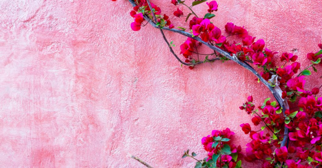 Planta trepadora buganvilla