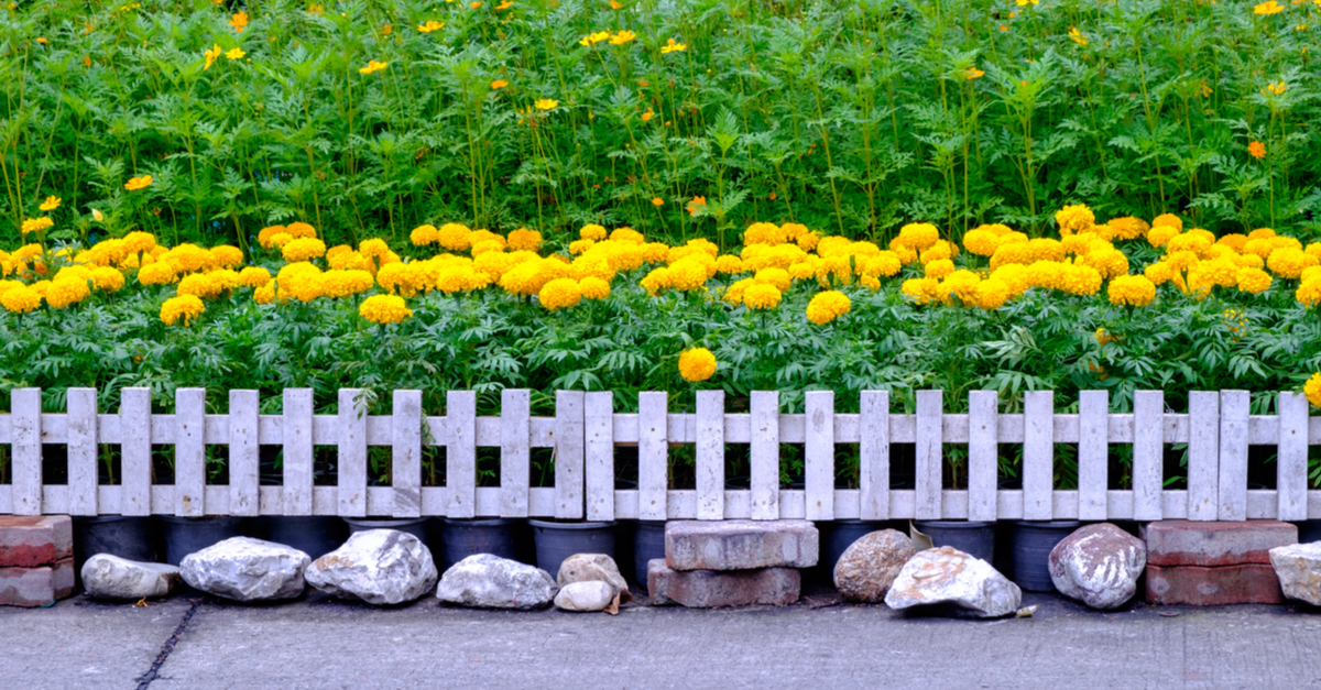 Planta caléndula para exterior
