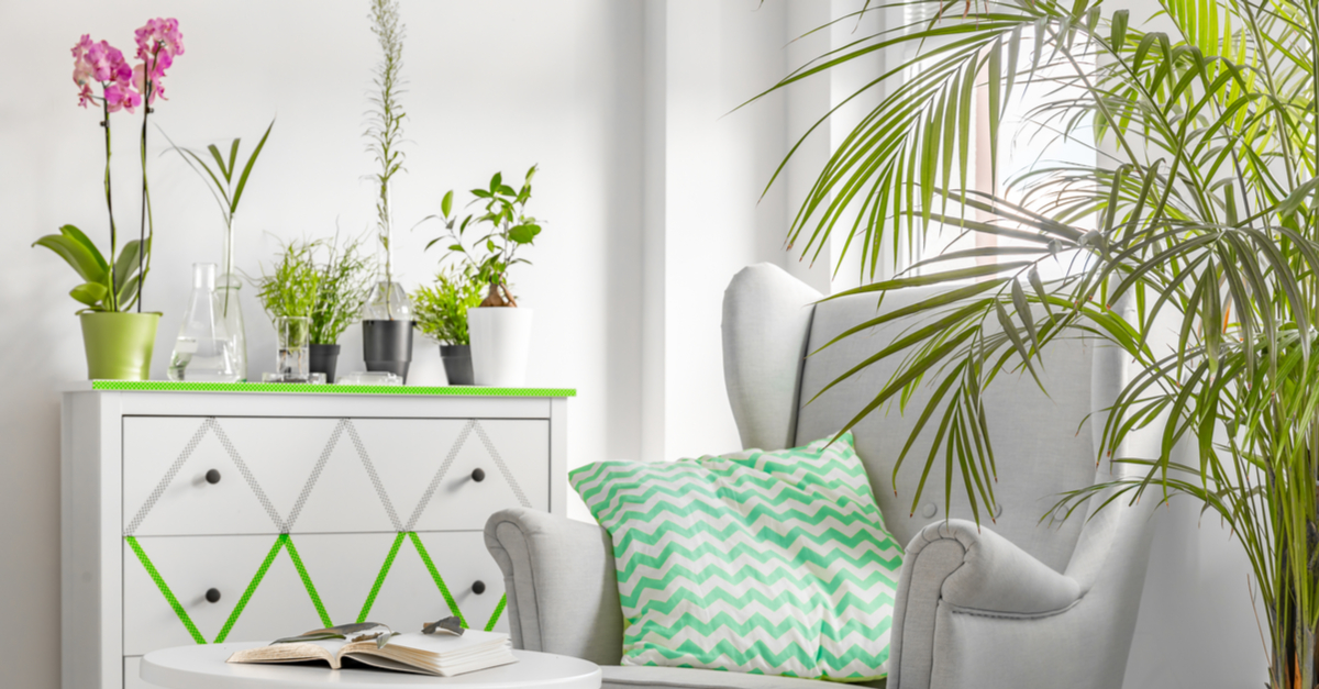 Plantas para decorar tu hogar