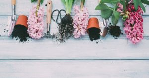 ¿Cómo elegir las flores para la ventana?