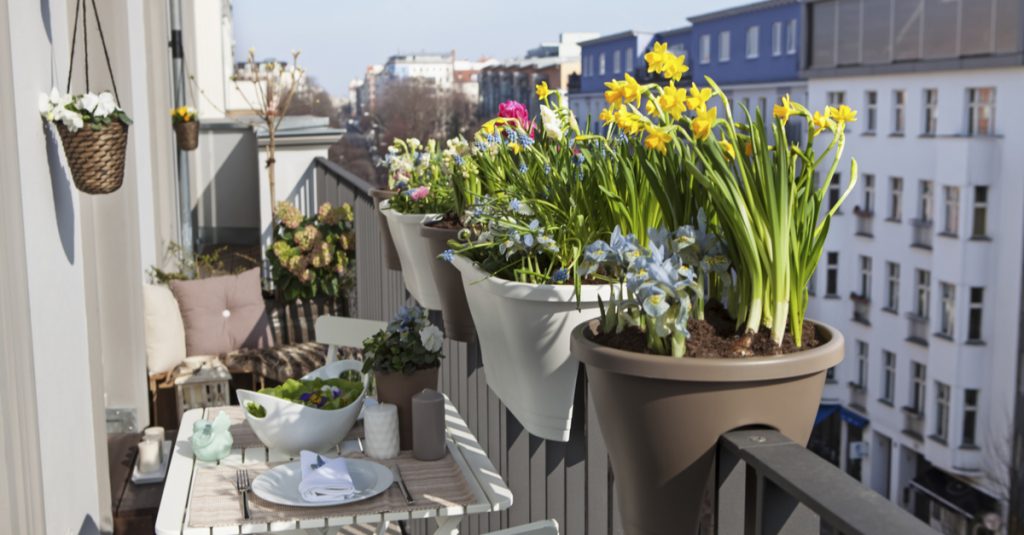 Plantas colgantes para balcón.