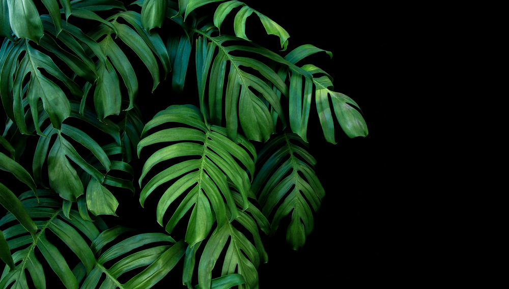 Planta tropical monstera