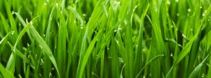Consejos para el mantenimiento del césped