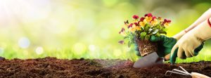 6 especies de plantas para tu jardín