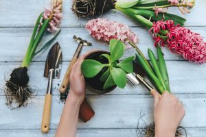 8 plantas de interior que tienes que conocer