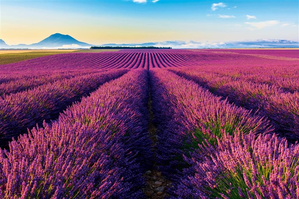 Lavender field.