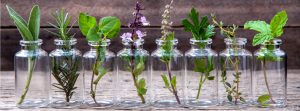 ¿Cómo elegir plantas de interior correctamente?
