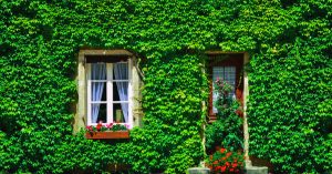 La hiedra en exteriores: vallas, verjas y muros