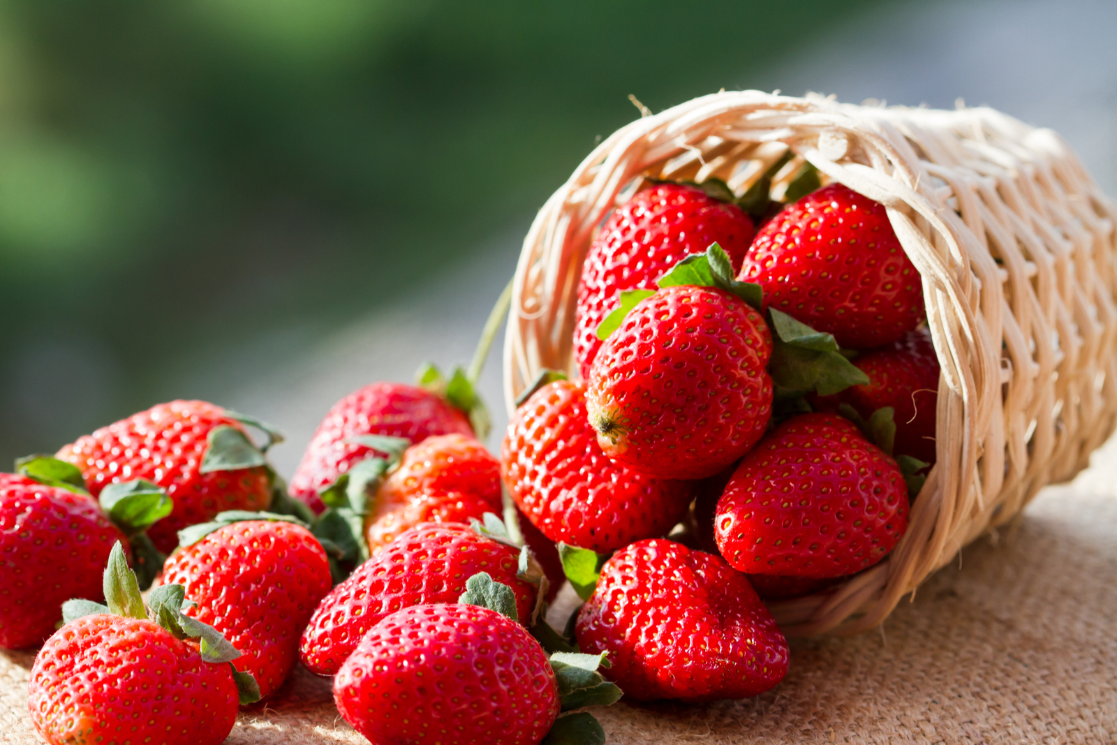 Cómo cultivar fresas en casa Cómo cultivar fresas en casa