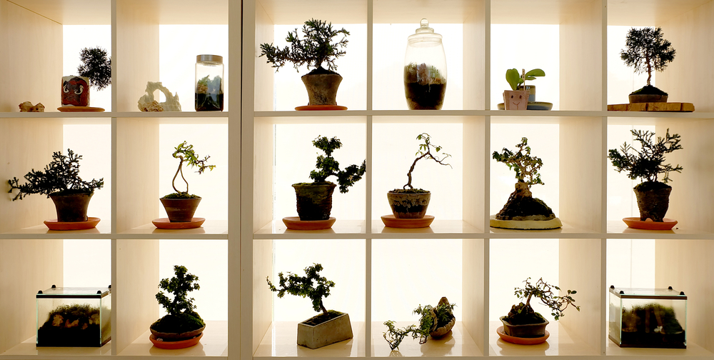 Decorar con bonsáis.