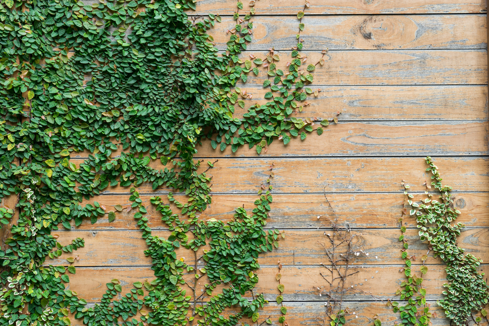 Hiedra trepadora de la pared.