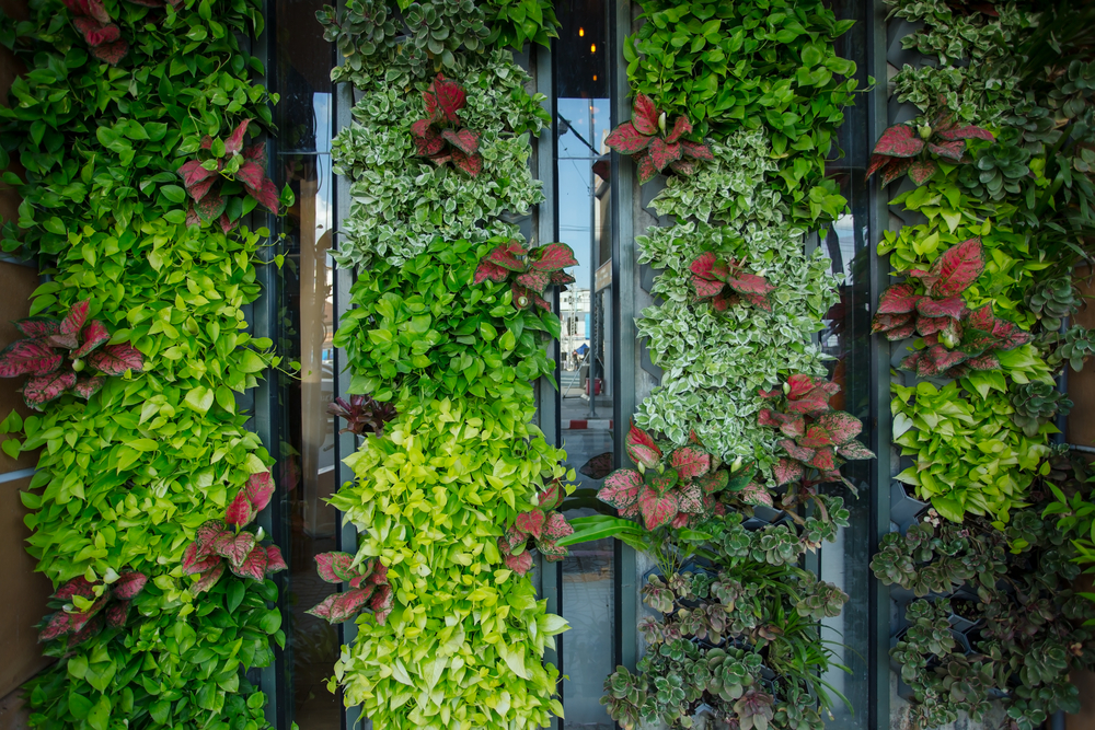 Enredaderas para tu jardín vertical.