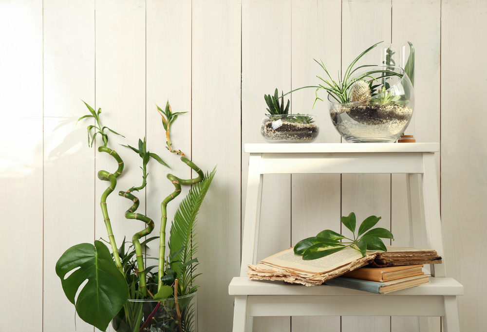 Jarrones de cristal redondos que contienen dentro plantas.