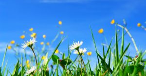 Consejos para quitar las malas hierbas de tu jardín