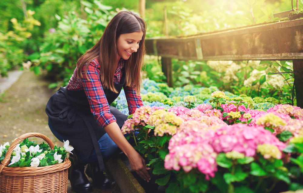 Tipo de suelo y tierra para plantas hortensias.