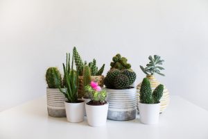 Decorar con cactus ¡Estas ideas te fascinarán!