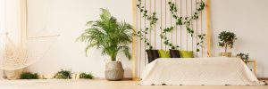 Las plantas para climas secos: descubre las mejores