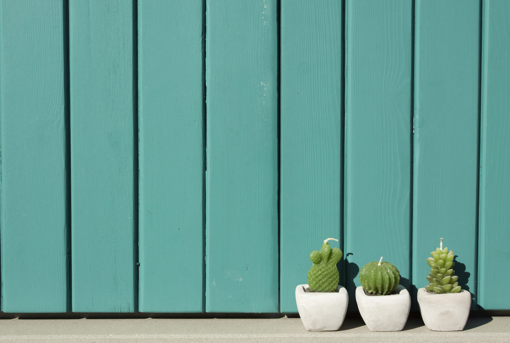 Velas con forma de cactus.