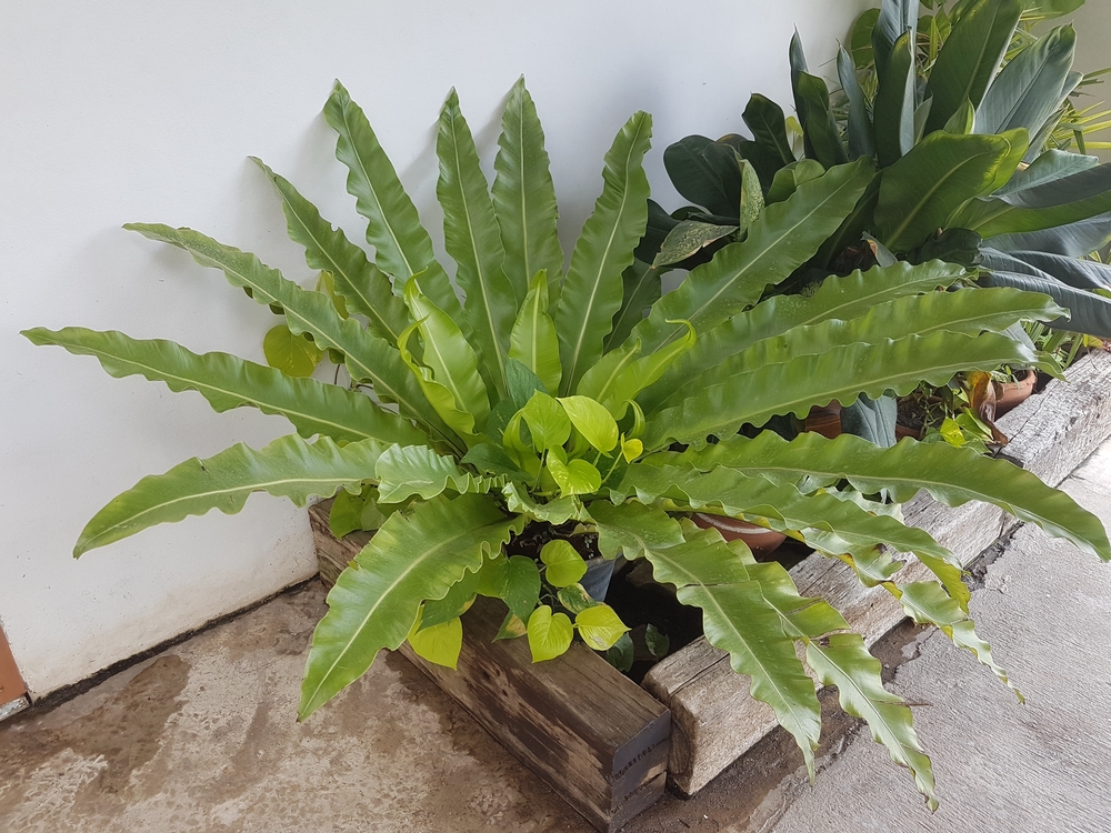 Helecho nido de ave planta.