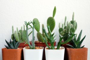 3 plantas de interior para el verano