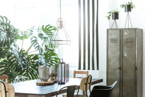 Plantas decorativas de interior: cuidados y características