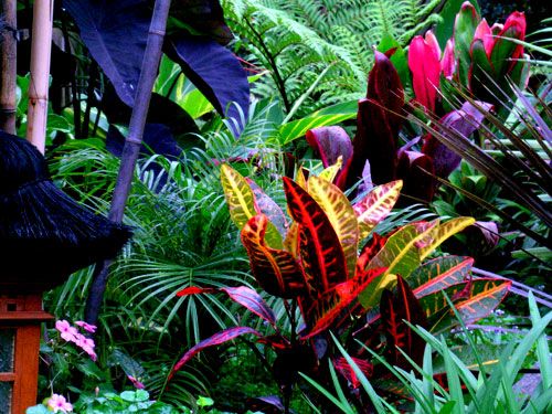Las mejores plantas tropicales para la decoración de interiores Las mejores plantas tropicales para la decoración de interiores