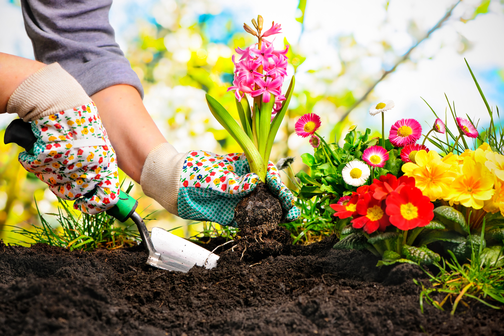 8 mejores plantas para decorar los alrededores de la casa 8 mejores plantas para decorar los alrededores de la casa