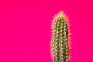 Conoce las diferentes clases de cactus