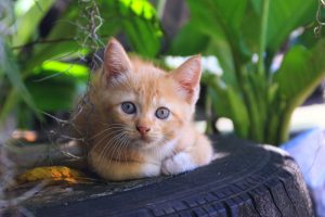 Cama para tu mascota: cómo hacerla con un neumático
