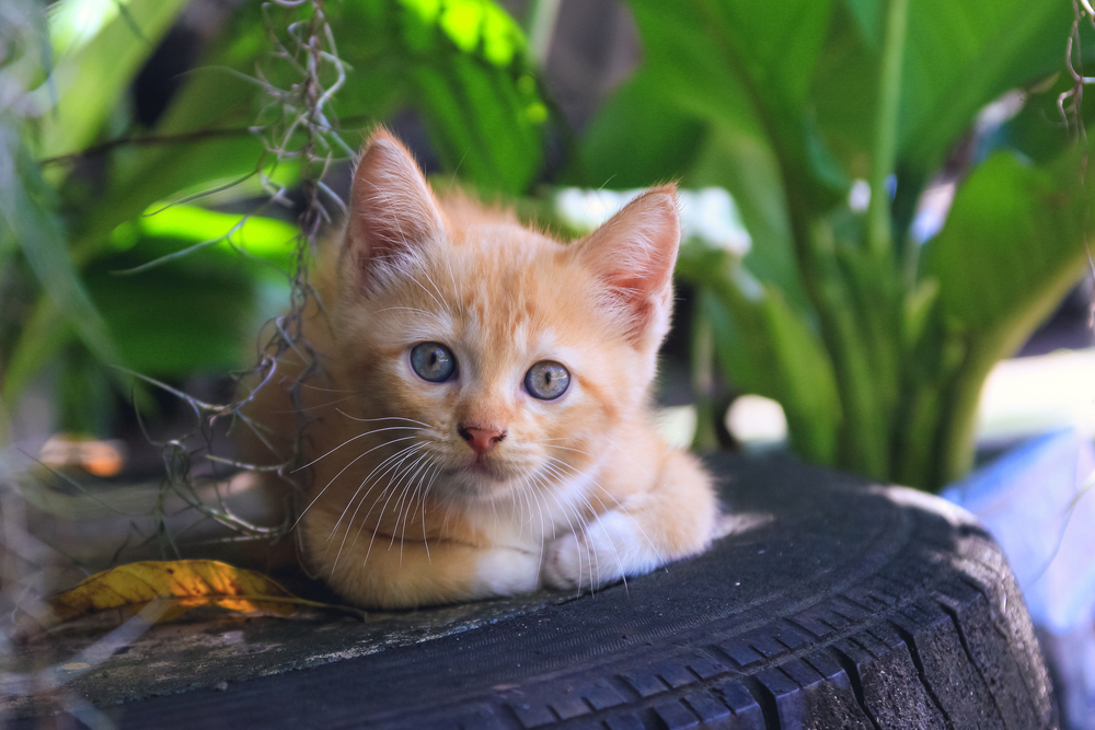 Cama para tu mascota: cómo hacerla con un neumático Cama para tu mascota: cómo hacerla con un neumático