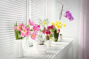 4 flores que puedes tener en interiores