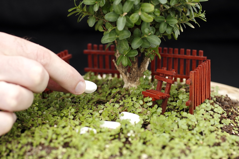 Arbusto para mini jardín.