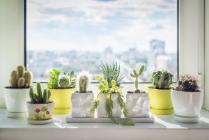 Ideas para decorar tus ventanas con flores