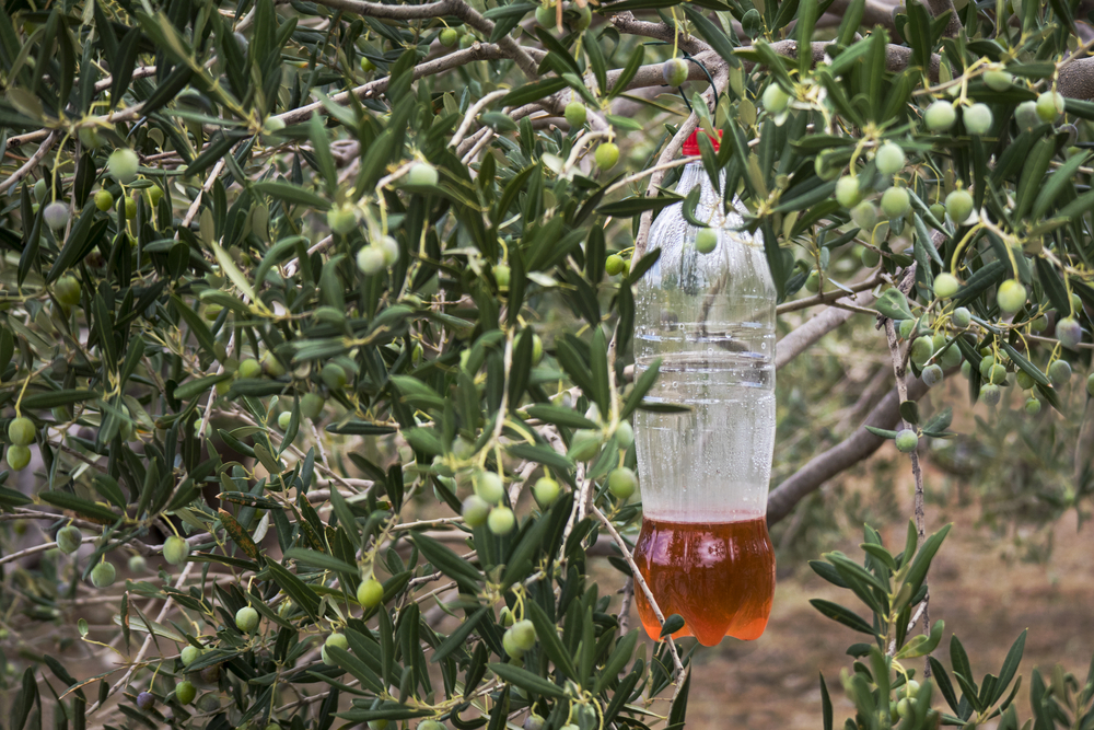 matamoscas casero en olivo