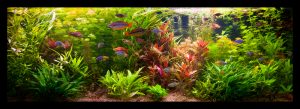 Recomendaciones para tener un acuario en casa
