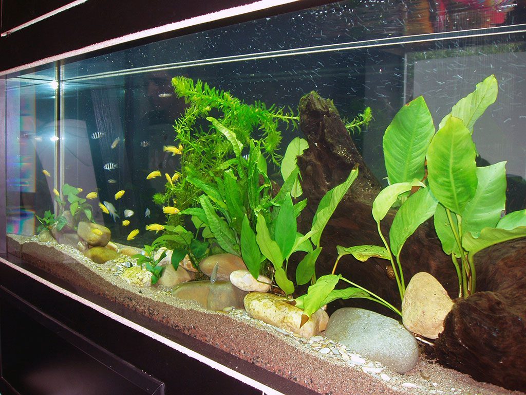 Some aquariums are better for growing natural plants than others.
