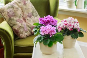3 plantas ideales para darle color al otoño