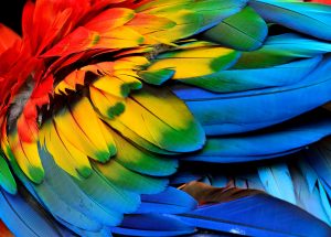 5 ideas de manualidades decorativas con plumas