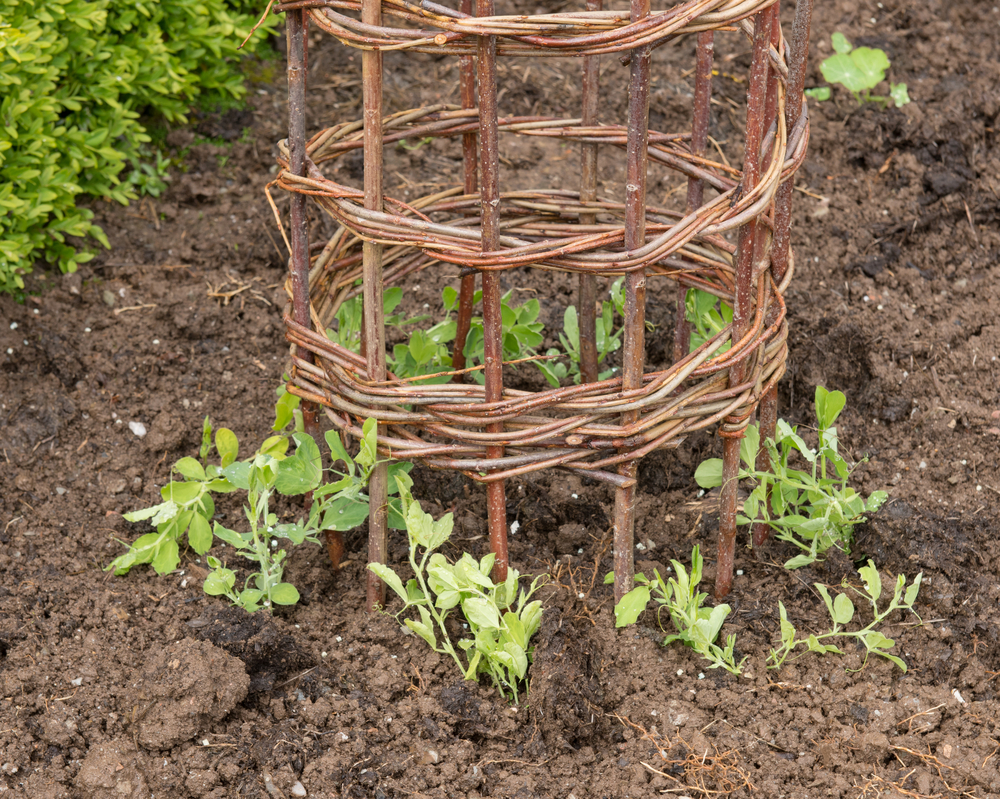 Enredadera en barras de hierro.