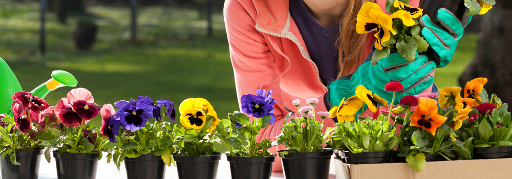 Planta pensamientos.