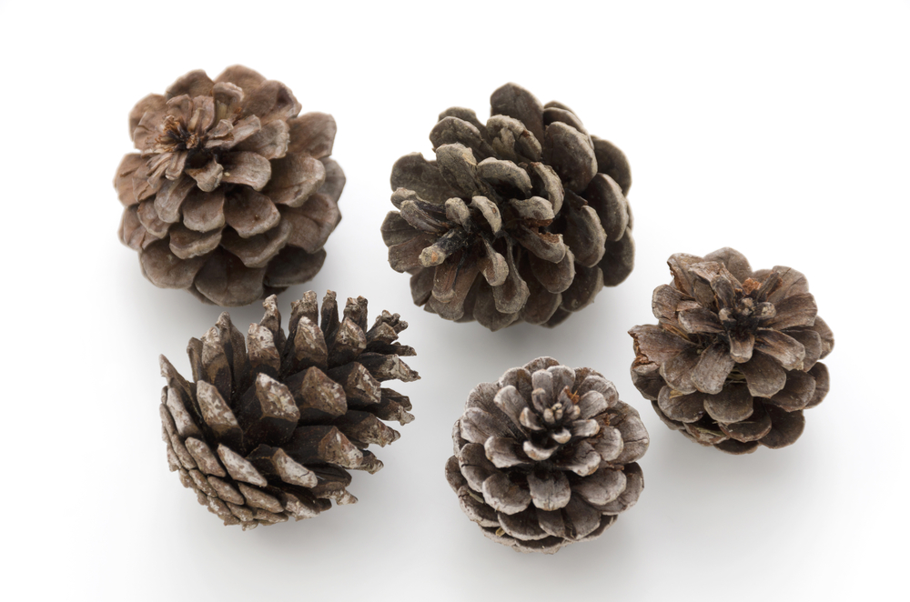 Piñas secas.
