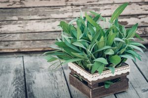Plantar salvia en el jardín: cuidados y usos