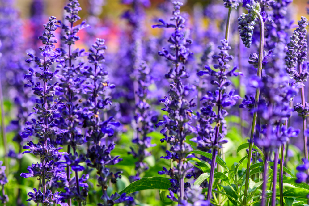 Plantar salvia.