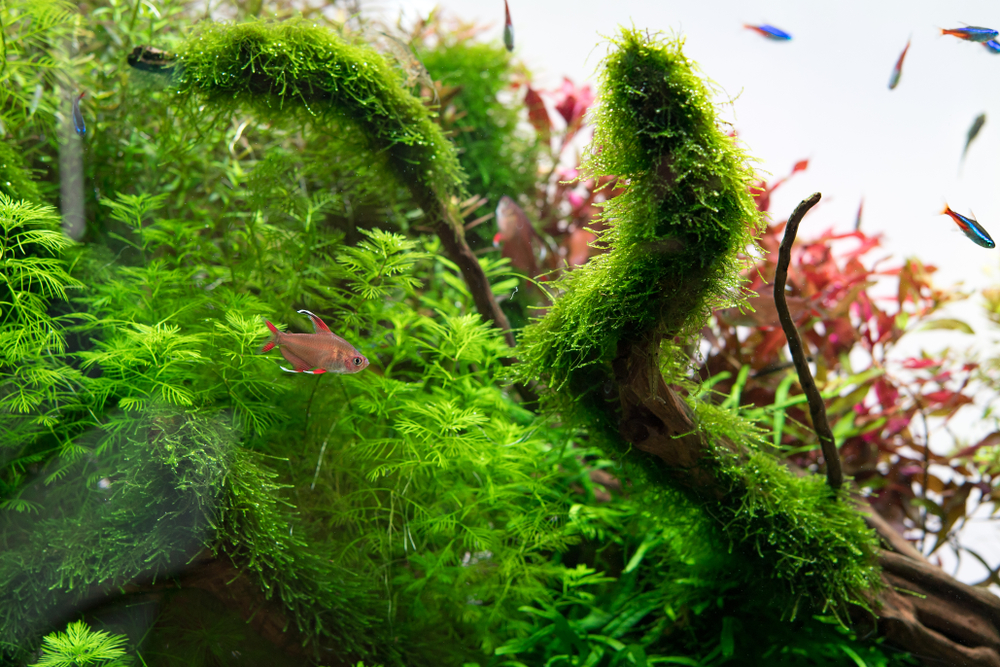 Plantas de acuario.