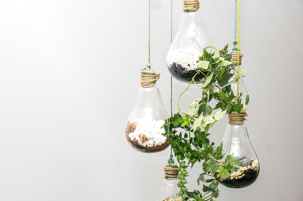Light bulb terrariums are an exquisite natural detail.